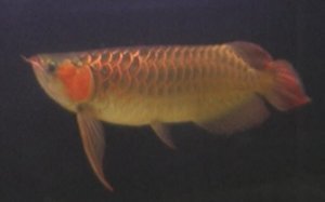 Dragonfish. Kuva: British Aquatic Society